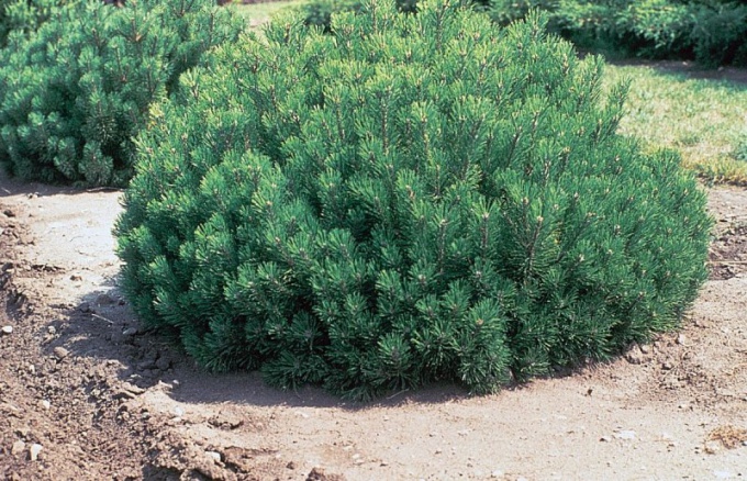 Pinus mugo - planinski bor: sadnja i njegu