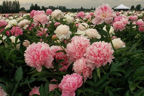 Zašto peonies ne cvjetaju