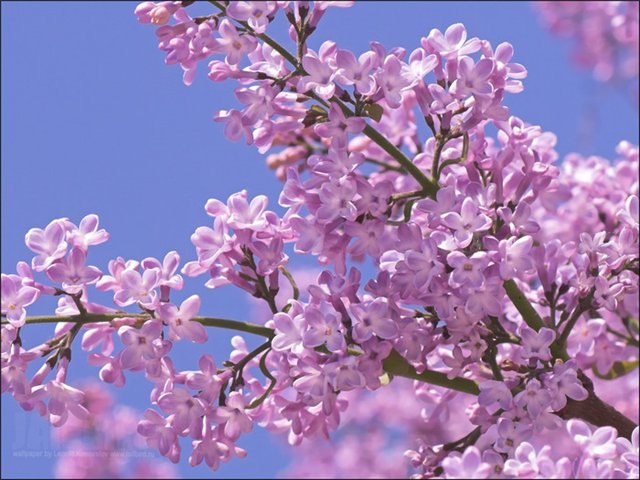 Kako Lilacs Bloom 