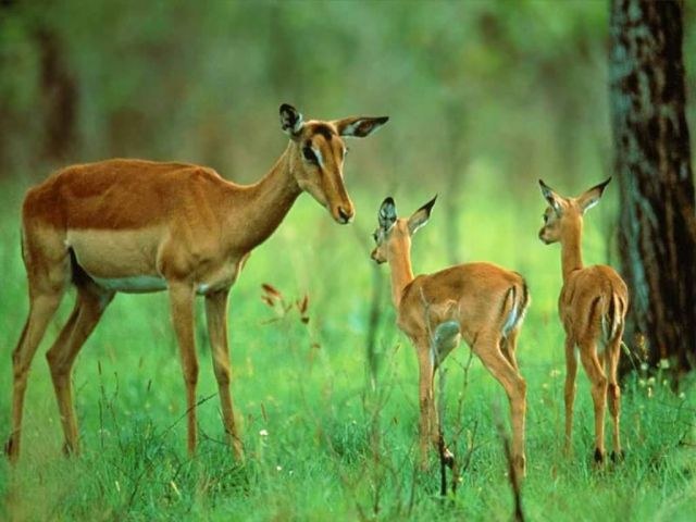 Jedinstvo faune i flore