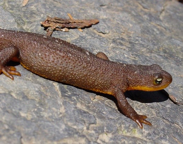 Španjolski newt