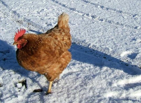 Pilićima je požurio zimi