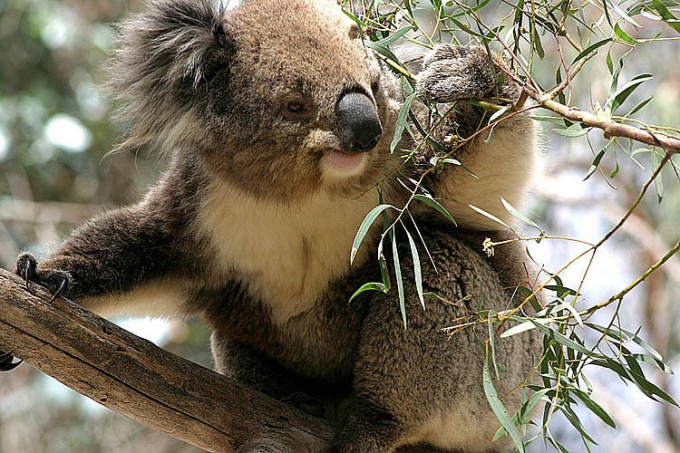 Zašto koalas nestaju?