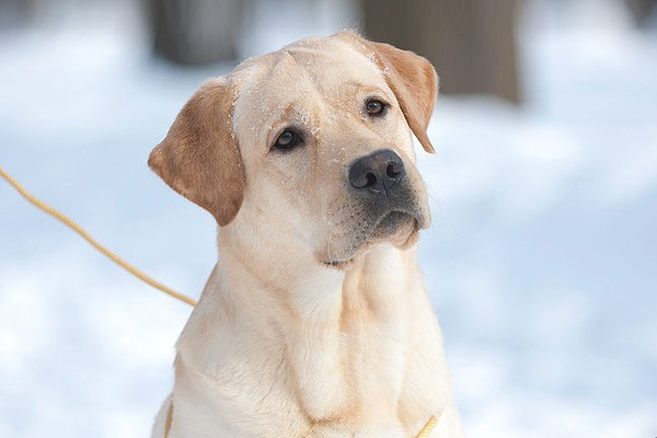 Savjet 1: Vjerni prijatelj Labradora: opis pasmine