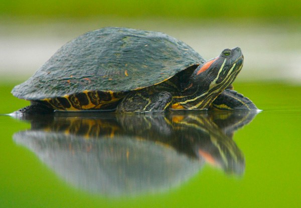 Da li crveno-bellied kornjače pasti u stanje hibernacije